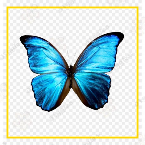 Butterfly Cutout